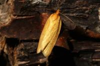 Zelotherses paleana