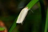 Zelotherses paleana
