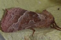 Triodia sylvina