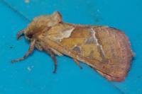 Triodia sylvina
