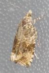 Celypha lacunana