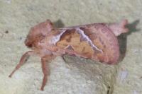 Triodia sylvina