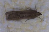 Helcystogramma triannulella