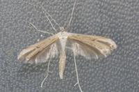 Emmelina monodactyla
