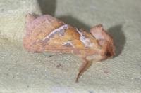 Triodia sylvina