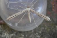 Emmelina monodactyla