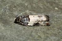 Gypsonoma sociana