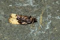 Hedya ochroleucana