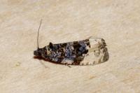 Hedya ochroleucana