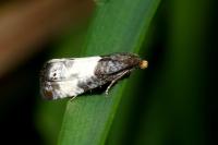 Notocelia cynosbatella