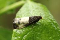 Notocelia cynosbatella