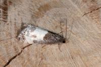 Notocelia cynosbatella