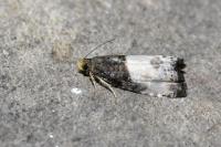 Notocelia cynosbatella