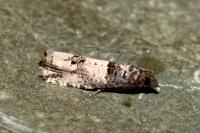 Notocelia incarnatana