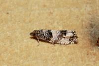Notocelia incarnatana