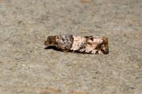 Notocelia incarnatana