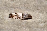 Notocelia incarnatana