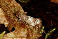 Notocelia trimaculana