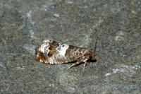 Notocelia trimaculana