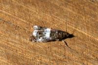 Notocelia trimaculana