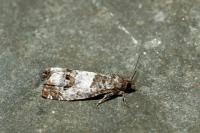 Notocelia trimaculana