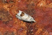 Notocelia uddmanniana