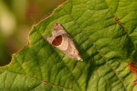 Notocelia uddmanniana