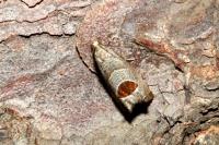 Notocelia uddmanniana