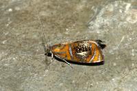 Olethreutes arcuella