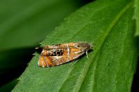 Olethreutes arcuella