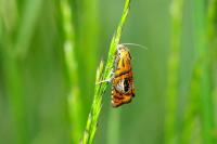 Olethreutes arcuella