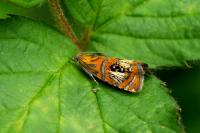 Olethreutes arcuella