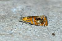 Olethreutes arcuella