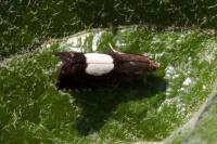 Pammene regiana
