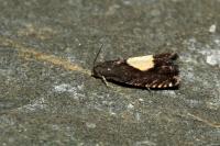 Pammene regiana