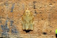 Pandemis cerasana