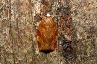 Pandemis cinnamomeana