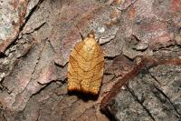 Pandemis corylana