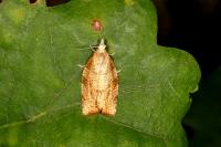 Pandemis corylana