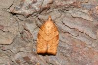 Pandemis corylana