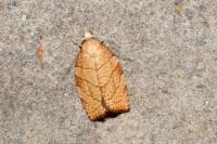 Pandemis corylana