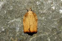 Pandemis corylana