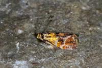 Ptycholoma lecheana