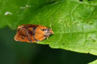 Ptycholoma lecheana