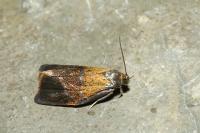 Ptycholoma lecheana