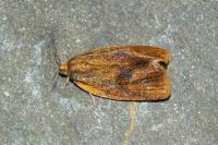 Ptycholoma lecheana