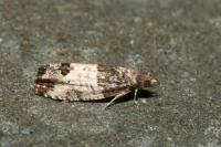 Spilonota ocellana