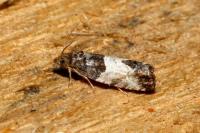 Spilonota ocellana