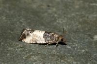Spilonota ocellana