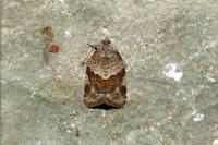 Syndemis musculana